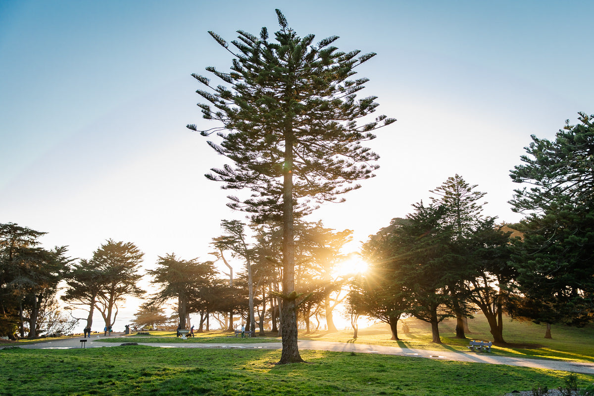 Sutro Heights Park at Sunset